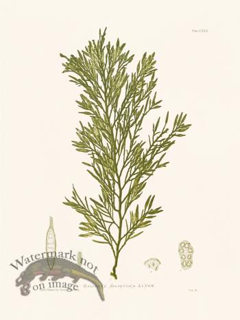 Bradbury Seaweed 130